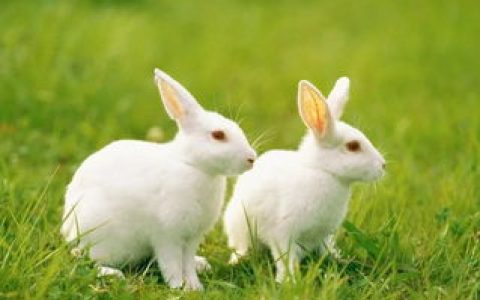 装门吉日2022属兔,属兔的人2022年运势如何呢？