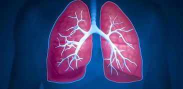 肺在五行中属什么